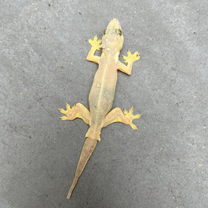 Гибель солнца (Remastered)