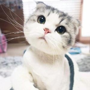 《想你的时候问月亮》二胡版