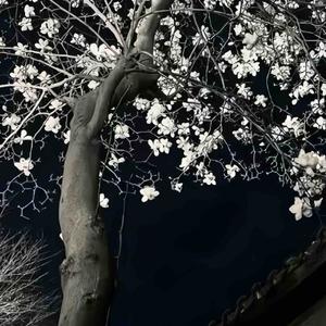 青丝 (和声伴奏回忆杀)