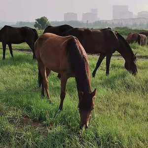 同享盛世中国年