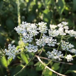 Soft Shoe (feat. Hugh Pascall)