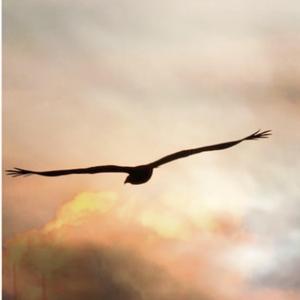 Soaring Sky