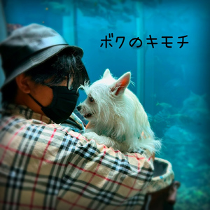 ボクのキモチ (feat. synthesizerV Mai)