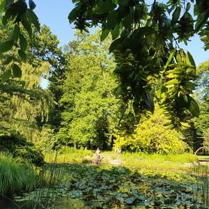 Birds in June (20 min)