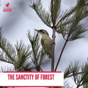 Seaside Morning Beach