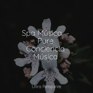 Canción De Gaviota