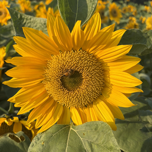 琴键的谎言 .mp3