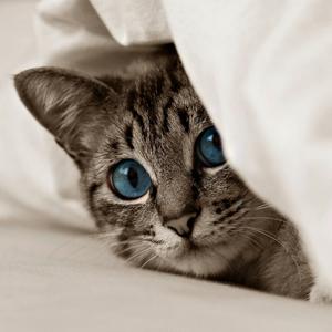 一个神经病半夜两点多写的神经病之歌