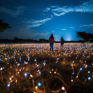 萤火虫会点亮黑夜