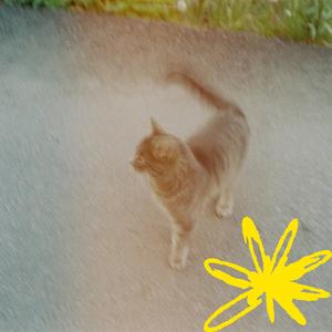 chat