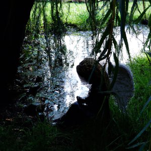 Willow (Single Version)