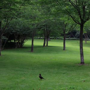 鱼仔（我需要你）