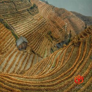 手中的茶杯（治愈钢琴曲）