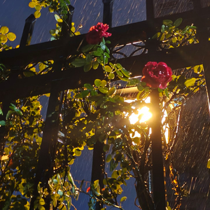 勇敢的淋一场雨
