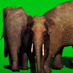 elephant green screen effect