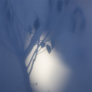 22219 [Roly Poly Satinash]