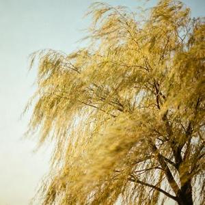 晚风遇见你 (Cover 陆杰awr)