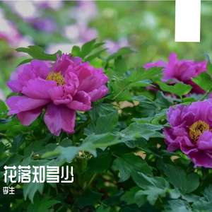 左岸春天的梦