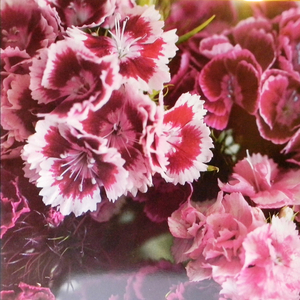 Love's Going out of Fashion