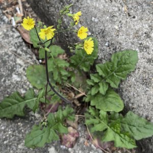 《平凡有光》（AL生成）