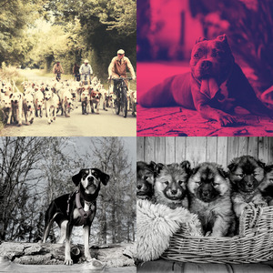 微妙的孤独的狗心情