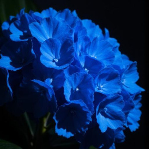 Sussuri Blu