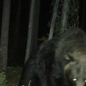 Grizzly