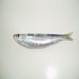 Sardina