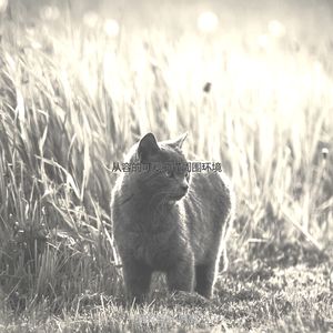 抚慰的小猫回忆