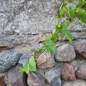 An epidemic of loneliness