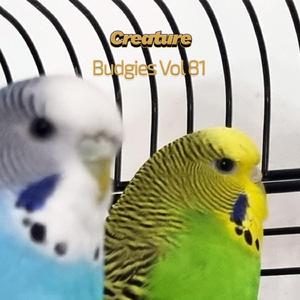 Budgies XXX (Vol LXXXI)