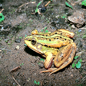 你有没有听见我在哭泣（Cover 汪峰）