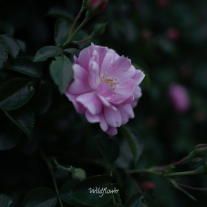 Wildflower