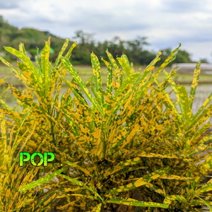 POP (Instrumental)