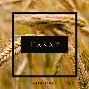 Hasat