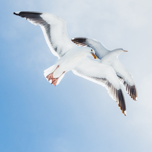 Seagulls