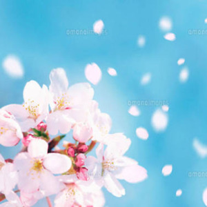 桜が舞う季節