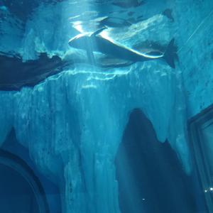 化身孤岛的鲸-六石磊磊