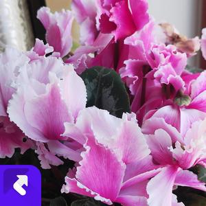 青春力量 (现场)