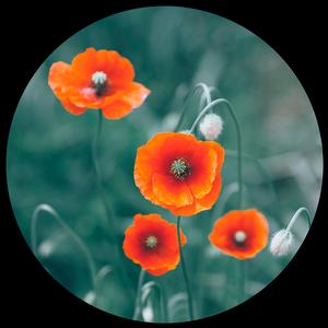 Bloody Fields (feat. Enko)