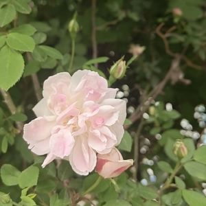 花墙弹唱版 伴奏