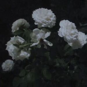滚金冷笔赋君名