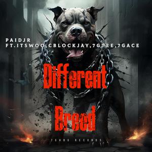 Paid Jr X Different Breed (feat. ItsWoo, CBlock Jay, 7G Tee & 7G Ace) (Official Audio)