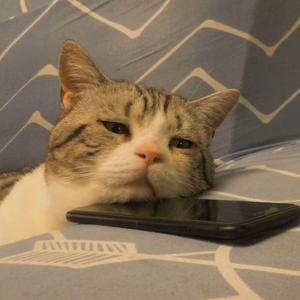 可乐（Cover）（翻自 赵紫骅）