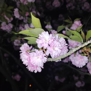 樱花树(Prod EVOMUSIC)