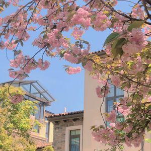 不结果的树Prod . Xouns