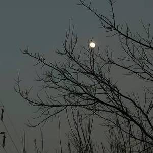 梧桐(Prod EVOMUSIC)