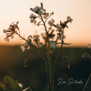 Slow Solitude