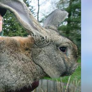 each broader perspective Lippmann deplored