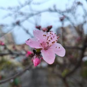 严老师家的桃花开啦